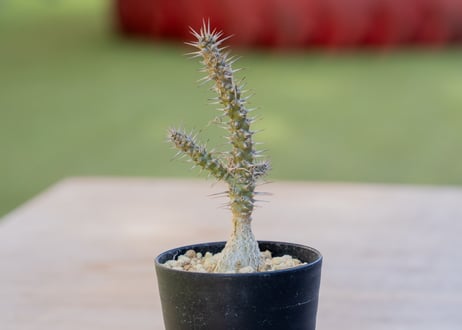 ユーフォルビア　ロッシー