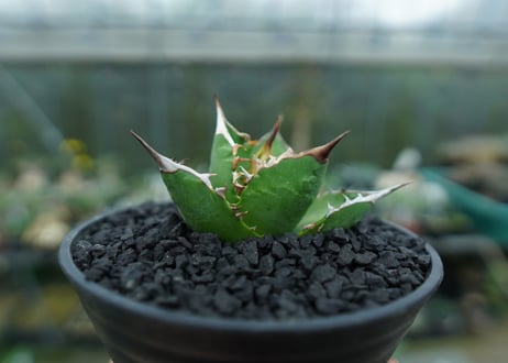 アガベ　チタノタ 　Agave titanota　No.8