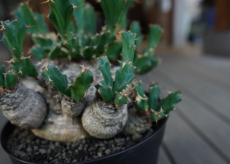 ユーフォルビア　クラビゲラ　Euphorbia clavigera