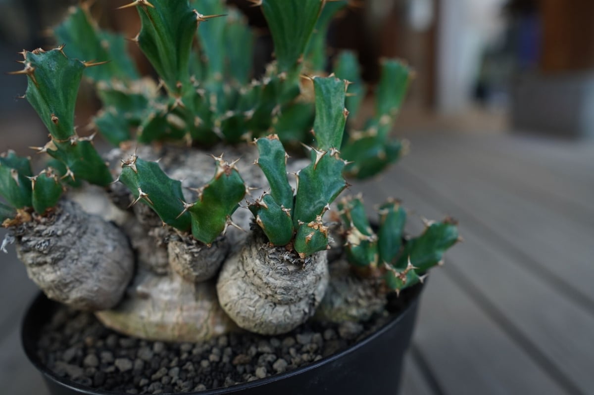 ユーフォルビア　クラビゲラ　2頭 ユーフォルビア クラビゲラ 2頭 ユーフォルビア クラビゲラの通信販売