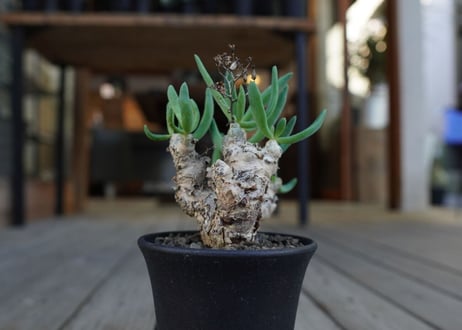 チレコドン　万物想　Tylecodon reticulatus