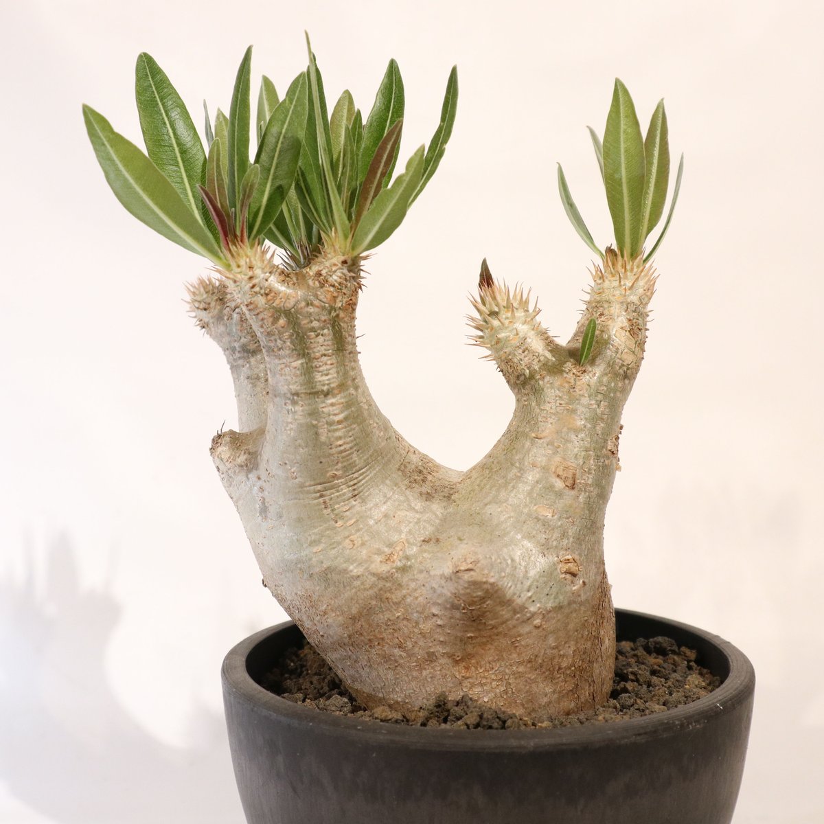 パキポディウム イノピナツム | mana's farm:塊根植物・アガベ・ドライ