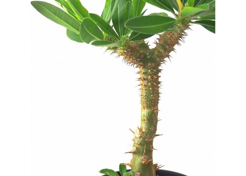 Pachypodium makayense パキポディウム マカイエンセ 魔界玉 | mana