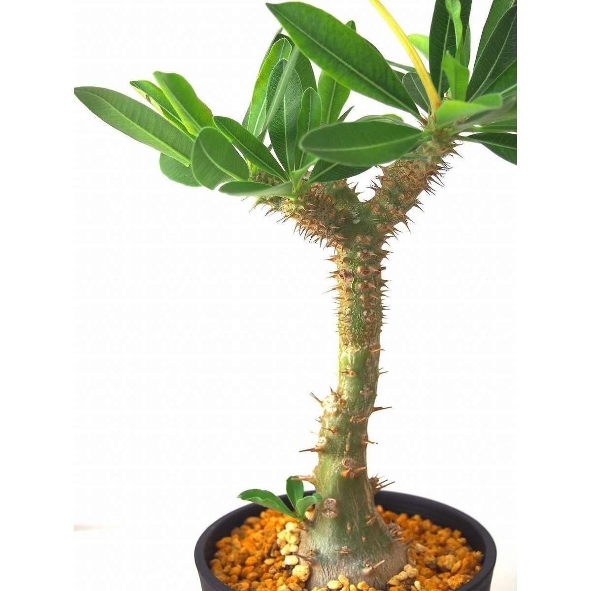 Pachypodium makayense パキポディウム マカイエンセ 魔界玉 | mana