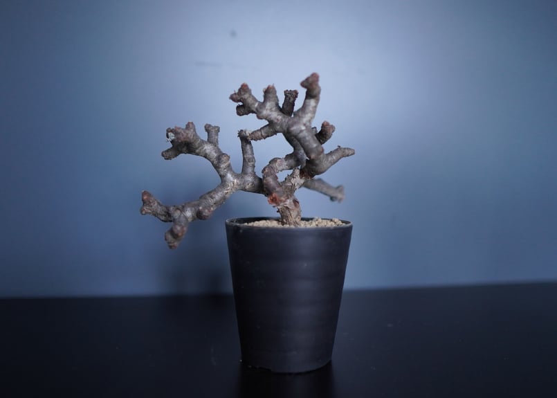 ペラルゴニウム ミラビレ 〈7〉 | mana's farm:塊根植物・アガベ