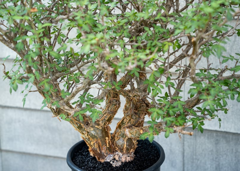 ブルセラ ファガロイデス NO.1 | mana's green:塊根植物販売 ブルセラ ファガロイデス NO.1 | mana's green:塊根植物販売