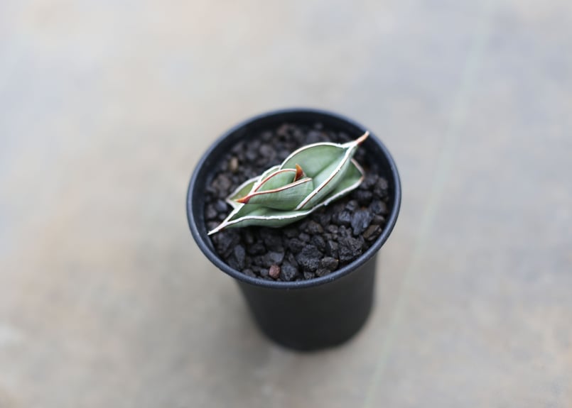 サンセベリア エーレンベルギー 'バナナ' | mana's farm:塊根植物