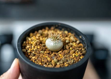 パキポディウム マカイエンセ　 Pachypodium Makayense　沖縄実生
