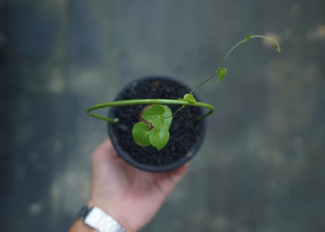亀甲竜　Dioscorea elephantipes No.10