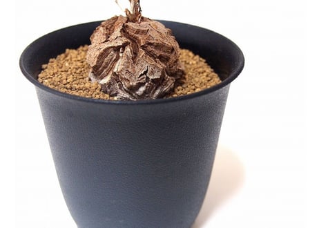 亀甲竜 ディオスコレア エレファンティペス  dioscorea elephantipes