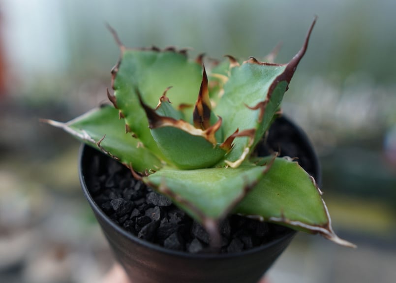 アガベ チタノタ ハデス② (Agave Titanota Hades)