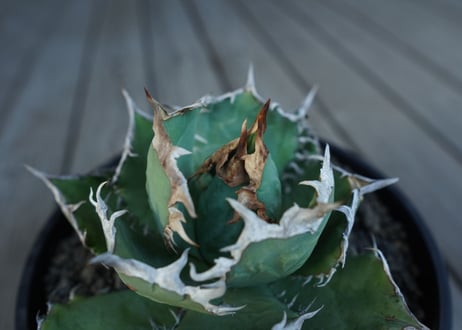 アガベ　チタノタ　FO76　agave titanota FO76