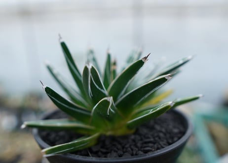 アガベ　笹の雪　Agave victoriae reginae　No.5