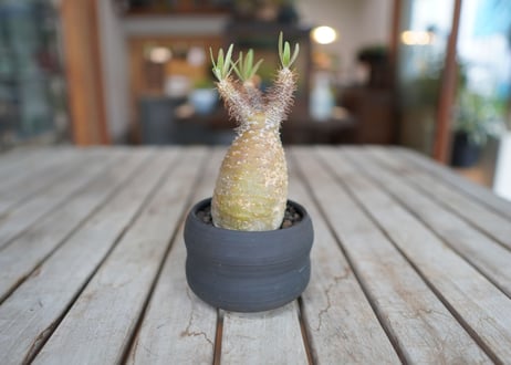 パキポディウム　グラキリス　 Pachypodium Gracilius