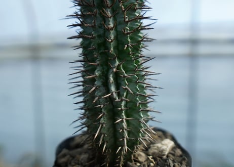 ユーフォルビア　ゼブラホリダ　Euphorbia horrida var. zebrina
