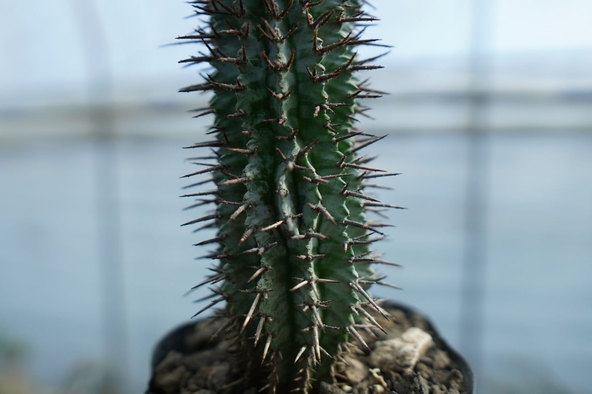 ユーフォルビア ゼブラホリダ Euphorbia horrida var. zebrina |