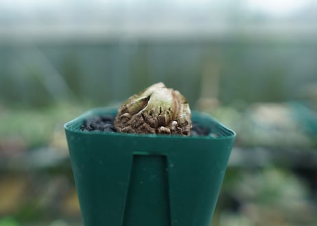 亀甲竜　Dioscorea elephantipes　No.3