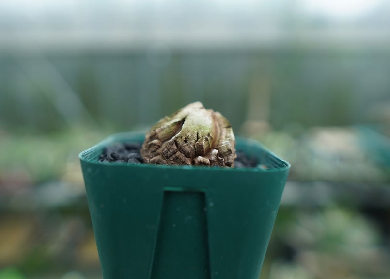 亀甲竜 Dioscorea elephantipes No.3 | mana's farm:塊