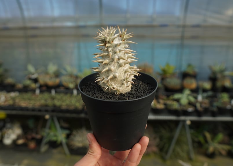 パキポディウム 恵比寿大黒 Pachypodium Densicaule | mana's f
