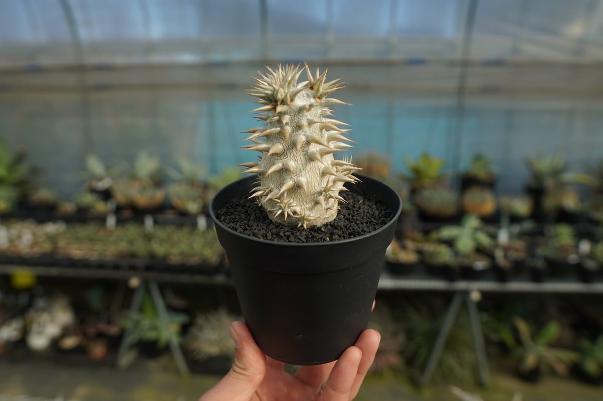 パキポディウム・恵比寿大黒 （Pachypodium brevicaule × densiflorum ） パキポディウム 恵比寿大黒 Pachypodium Densicaule | mana's f