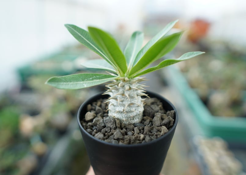 パキポディウム デンシフローラム Pachypodium densiflorum | mana