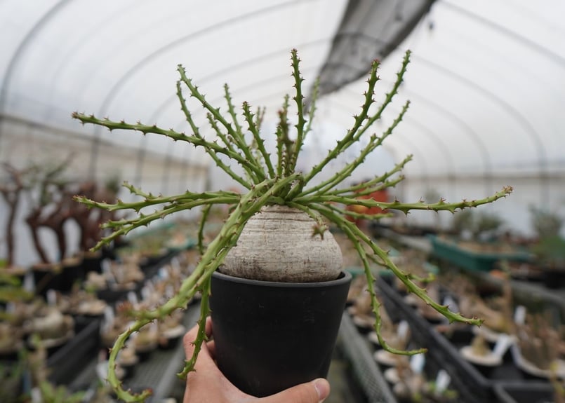 ユーフォルビア デシドゥア | mana's farm:塊根植物・アガベ