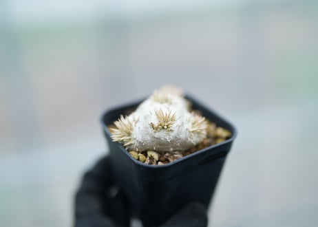 パキポディウム　レウコキサンツム　沖縄実生　No.4