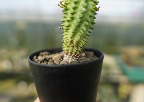 ユーフォルビア　スザンナエ　Euphorbia susannae