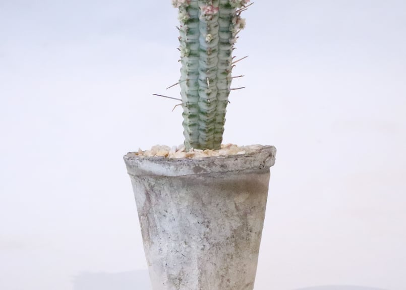 白樺キリン ユーフォルビア ミルクトロン | mana's farm:塊根植物