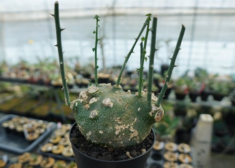 アデニア　グロボーサ　Adenia globosa