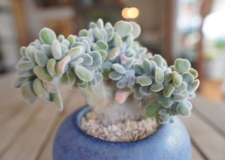 エケベリア　フロスティー　Echeveria pulvinata "Frosty"