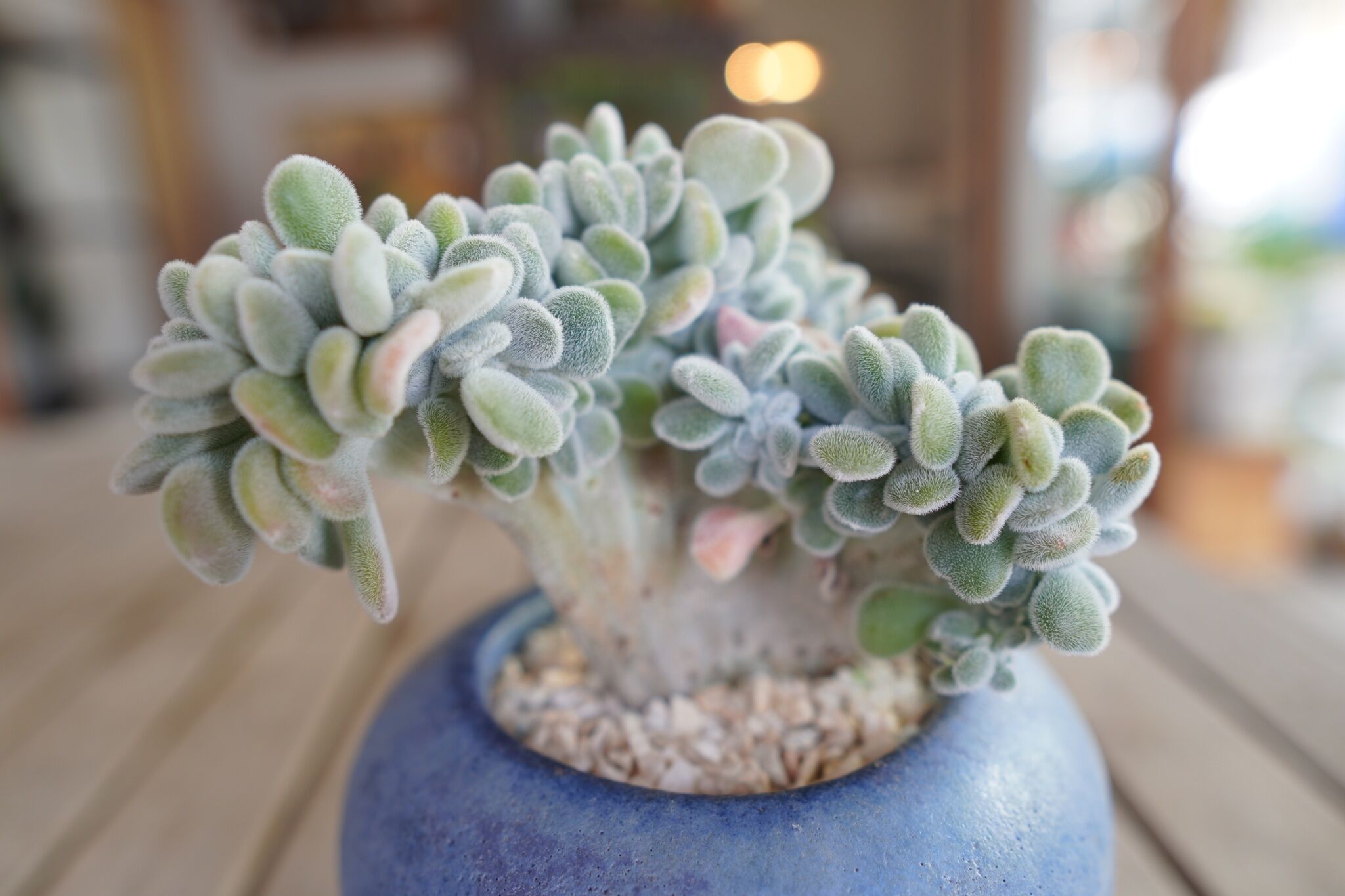 エケベリア フロスティー Echeveria pulvinata 