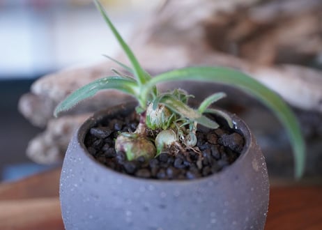 Ornithogalum hispidum