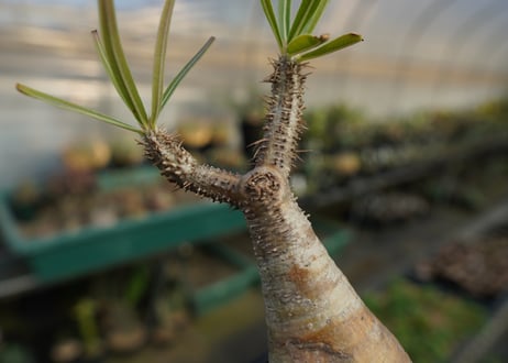 パキポディウム　グラキリス　 Pachypodium Gracilius  No.10