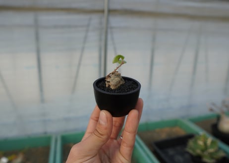 シンニンギア 上海の女王　Sinningia tubiflora