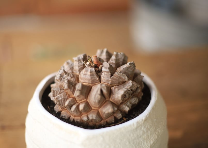 最終値下げ価格実生　タイ産　亀甲竜 亀甲竜 Dioscorea elephantipes | mana's farm:塊根植物・ア