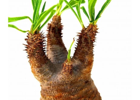 Pachypodium Gracilius パキポディウム  グラキリス  №2 little