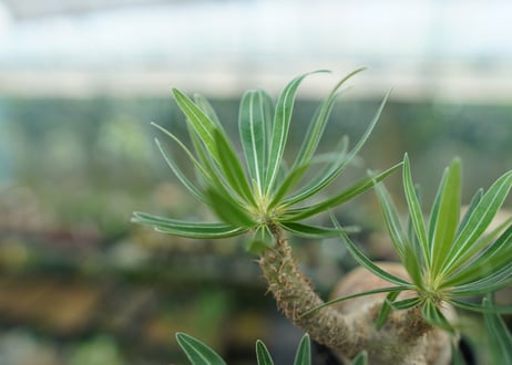 パキポディウム　グラキリス　 Pachypodium Gracilius  No.1