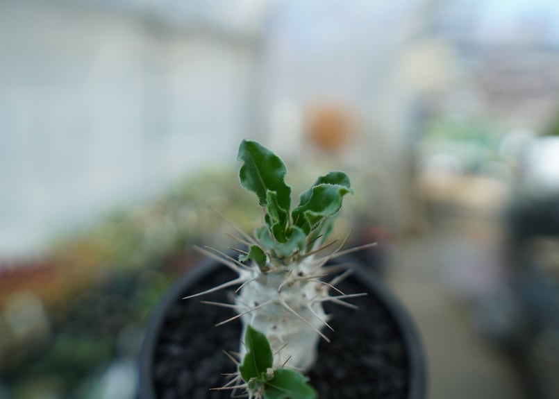 パキポディウム サンデルシー Pachypodeium saundersii No.3 |
