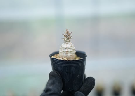 CATEGORY パキポディウム | mana's farm:塊根植物・アガベ・ドライ