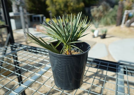 チャメロプス　セリフェラ 　Chamaerops humilis var. Cerifera  No.1