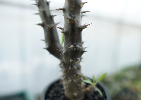 パキポディウム　デンシフローラム　Pachypodium densiflorum　No.6