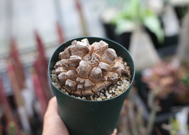 優良株 【亀甲竜】 塊根植物 鉢ごと発送します ③ 優良株 【亀甲竜】 塊根植物 鉢ごと発送します ③ 【塊根植物