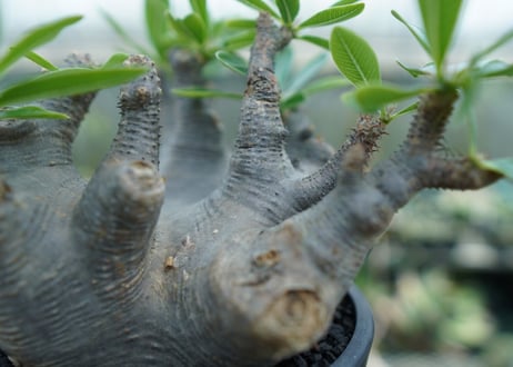 パキポディウム マカイエンセ　Pachypodium makayense　No.1