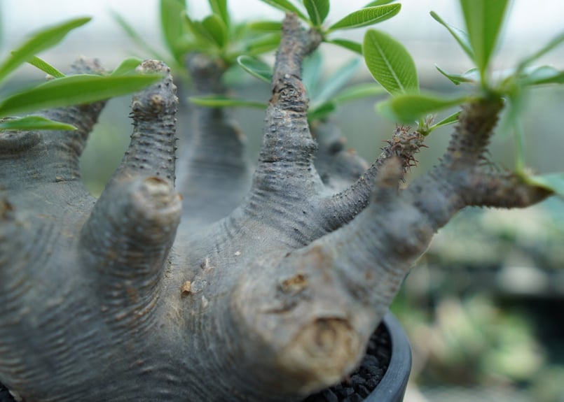 パキポディウム マカイエンセ Pachypodium makayense No.1 | man