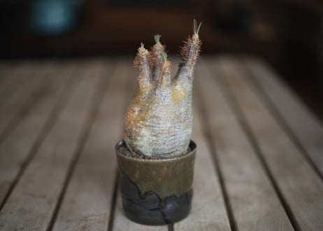 グラキリス　 Pachypodium Gracilius