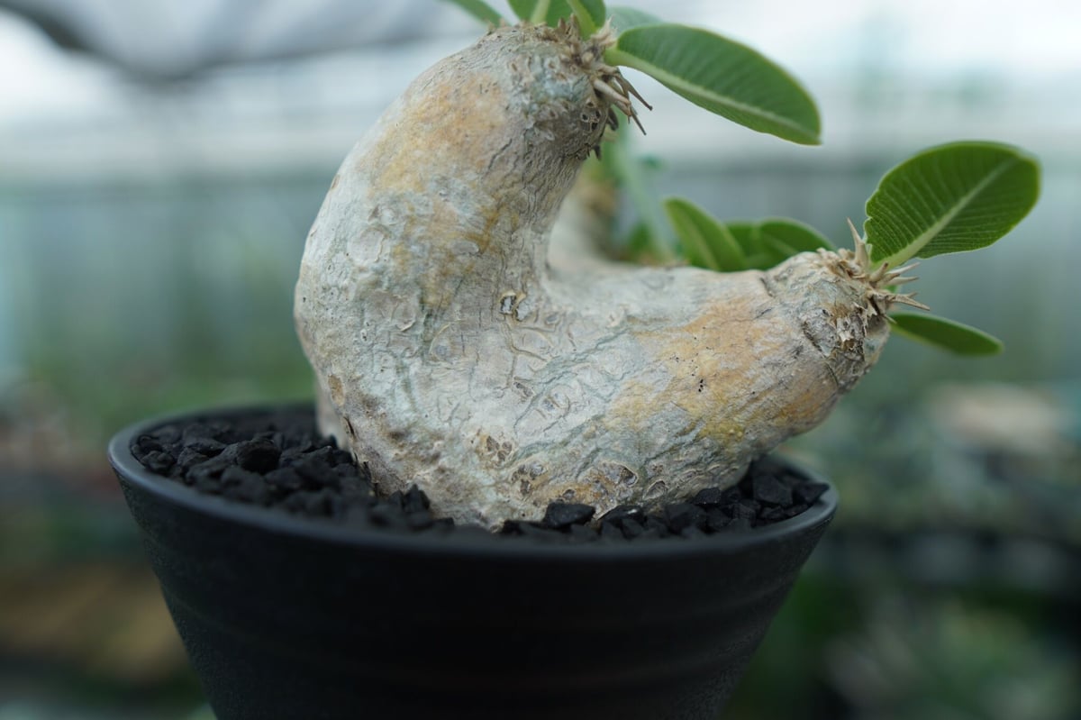 パキポディウム エブレネウム Pachypodium eburneum ⑤ パキポディウム エブレネウム Pachypodium eburneum | mana's fa