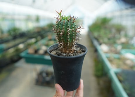 ユーフォルビア　群星冠　Euphorbia stellispina