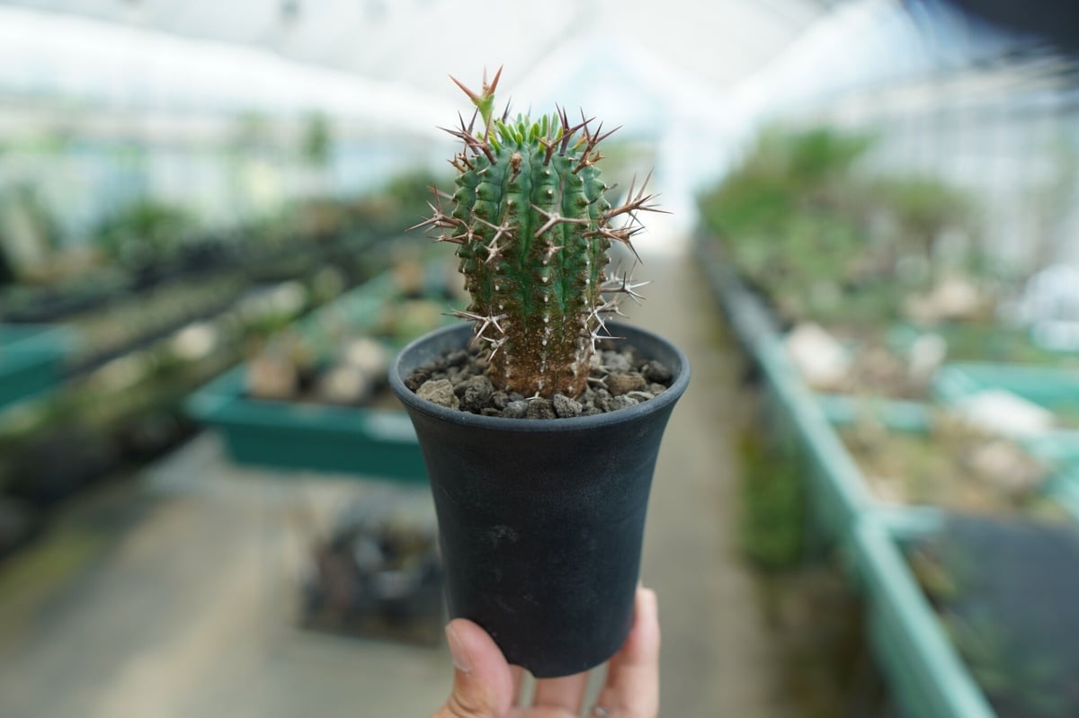 ユーフォルビア 群星冠 Euphorbia stellispina | mana's farm