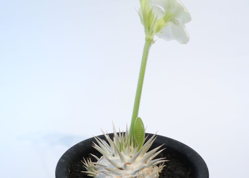 パキポディウム　エブレネウム　実生6年目　鉢付き　塊根植物　観葉植物 パキポディウム エブレネウム 実生6年目 鉢付き 塊根植物 観葉植物